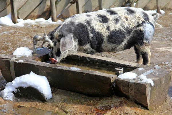 Os porcos Turopolje, porcos europeus — Fotografia de Stock