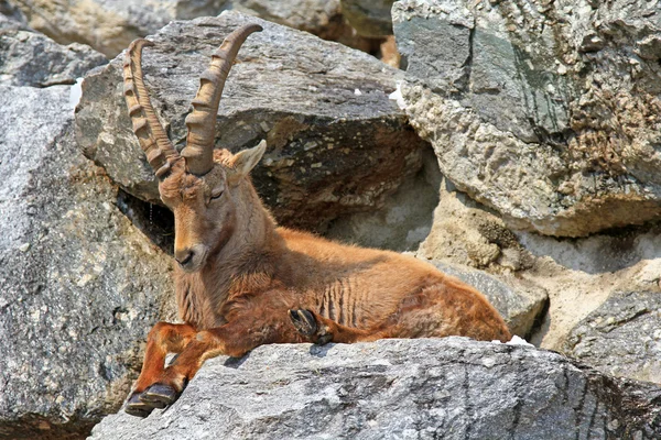 Steinbock, The Alpine ibex — Stock Photo, Image