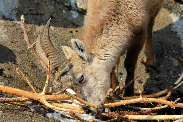Um Steinbock jovem, o ibex alpino , — Fotografia de Stock