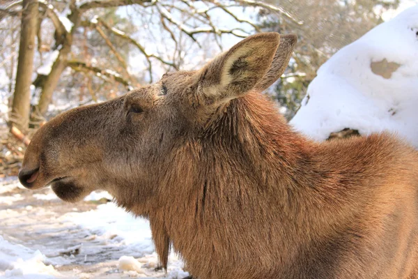 Ženské Los - euroasijský elk — Stock fotografie