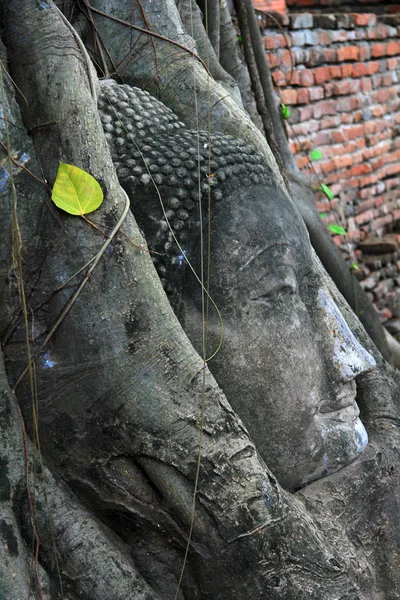 Cabeça velha e famosa de Buda em uma árvore — Fotografia de Stock