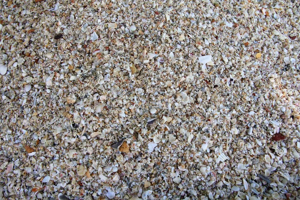 Sand on the sandy beach, full of shells — Stock Photo, Image