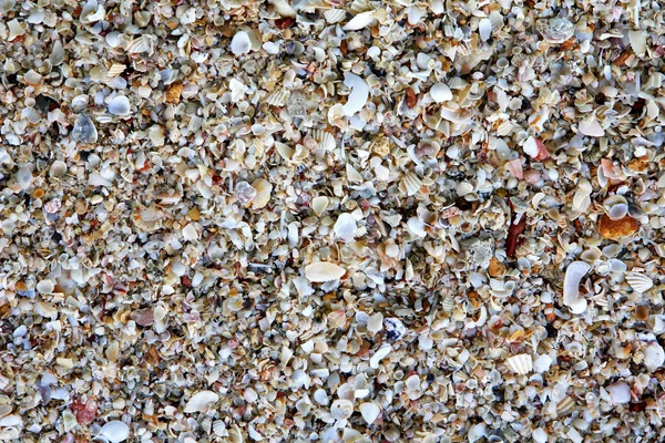 Sand on the sandy beach, full of shells — Stock Photo, Image