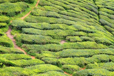 cameron highlands, Malezya, Asya çay plantasyon