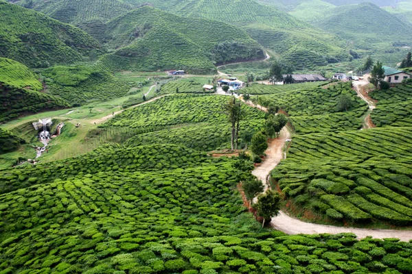 在金马伦高原，马来西亚，亚洲的茶叶种植园 — 图库照片