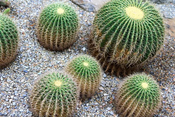 Cactus decorated with stones — Stock Photo, Image