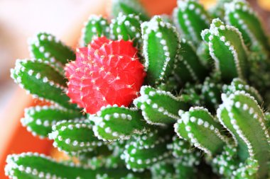 gymnocalycium (ay kaktüs, Ruby on Rails topu)