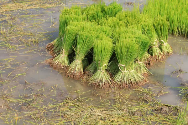 Bundels van rijst spruiten in de rijst veld — Stockfoto