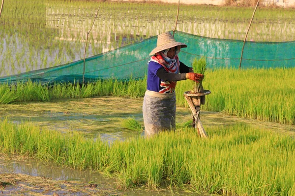 Brotes de arroz de plántulas agrícolas en el campo de arroz, sudeste asiático — Foto de Stock