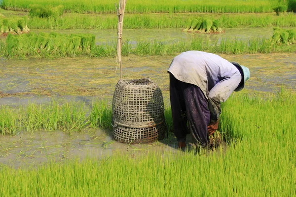 Brotes de arroz de plántulas agrícolas en el campo de arroz, sudeste asiático — Foto de Stock