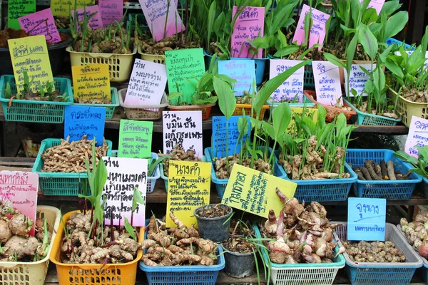 Diferentes tipos de medicina herbal y cómo usarla — Foto de Stock