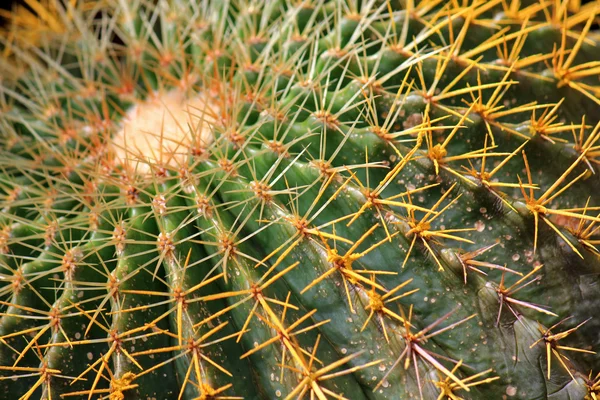 Primer plano de un gran cactus lleno de espinas — Foto de Stock
