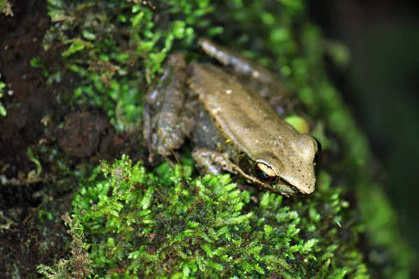 Rana tropical Rana — Foto de Stock