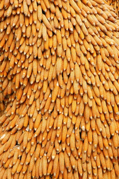 말린된 옥수수의 큰 더미 — 스톡 사진
