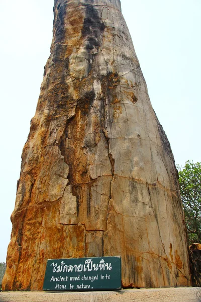 Legno antico pietrificato trasformato in pietra dalla natura — Foto Stock