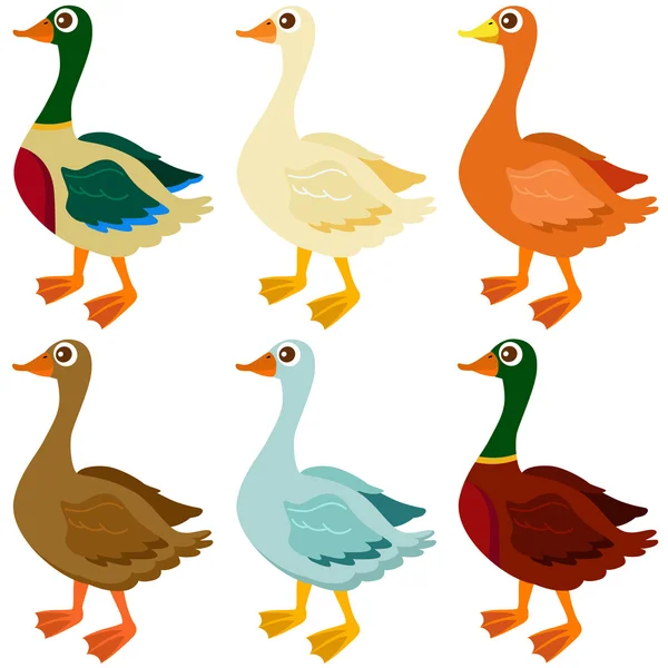 Patos, ganso, gansos aislados en blanco — Vector de stock