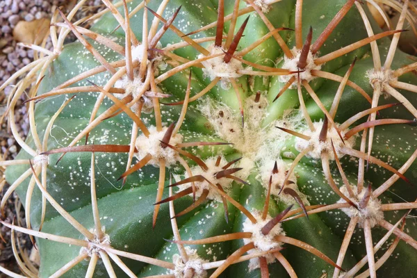 Escala de insectos por todo el Cactus — Foto de Stock