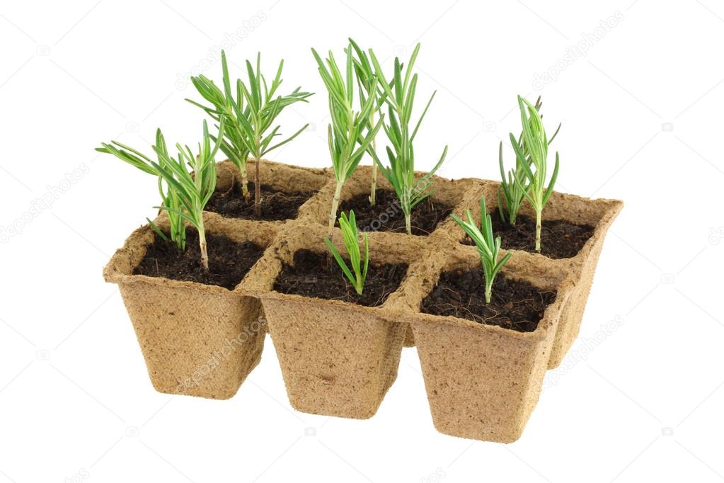 Biodegradable Plant Pots with Rosemary