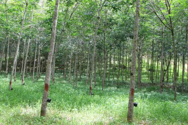 Para kauçuk ağacı (Hevea brasiliensis) saç ekimi