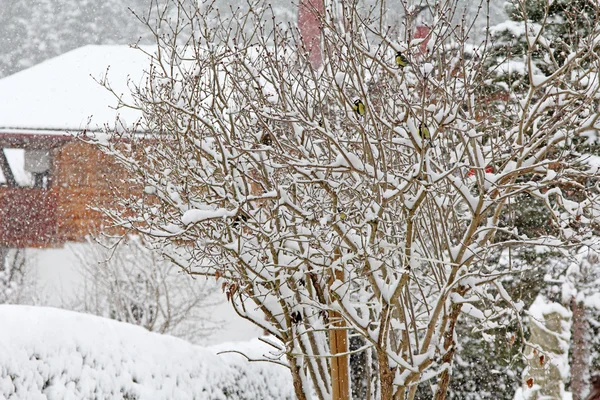 Oiseaux sur l'arbre recouvert de neige — Photo