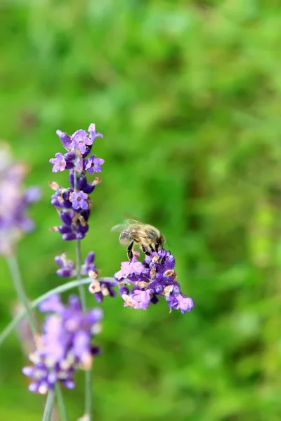Μέλισσα μέλι στα λεβάντα λουλούδια στον κήπο — Φωτογραφία Αρχείου