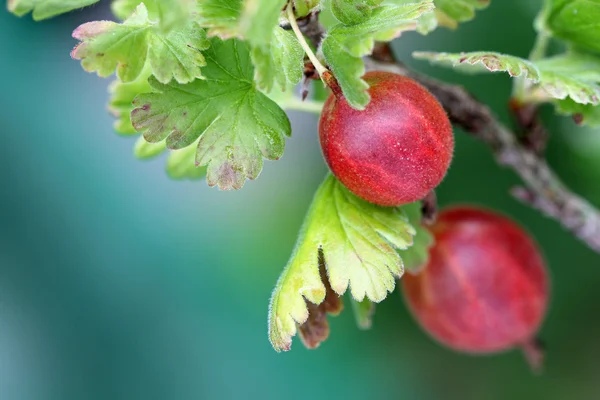 Fresh ripe home-grown Gooseberry — Stock Photo, Image