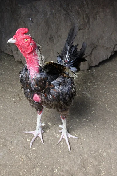 Galo (Galo) para luta de galos, gamecocks — Fotografia de Stock