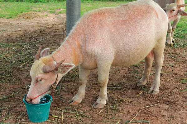Búfalo de agua rosada asiático (Bubalus bubalis ) — Foto de Stock