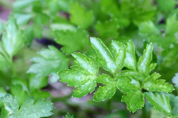 Italienische Flachblatt-Petersilie im Garten — Stockfoto