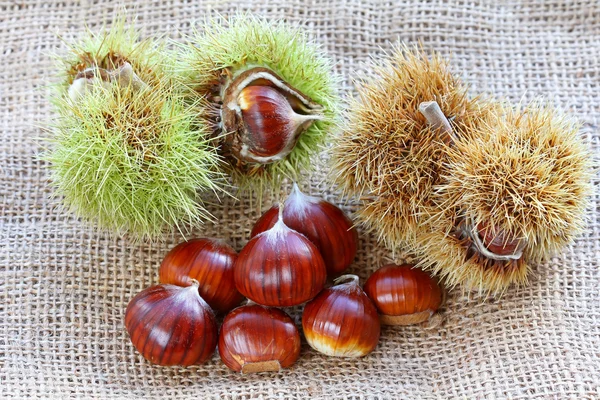 Shelled and unshelled Spanish chestnuts — Stock Photo, Image