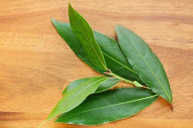 taze defne yaprağı aldı