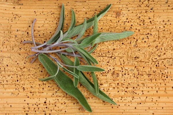 Closeup photo of Sage leaves — Stock Photo, Image