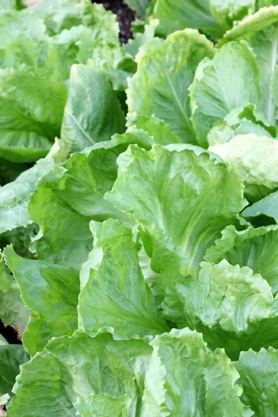 Endiviensalat mit Laubblättern — Stockfoto