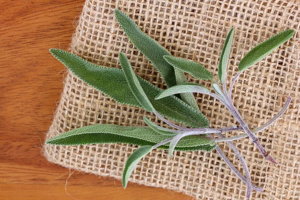 Foto de cerca de las hojas de Salvia —  Fotos de Stock
