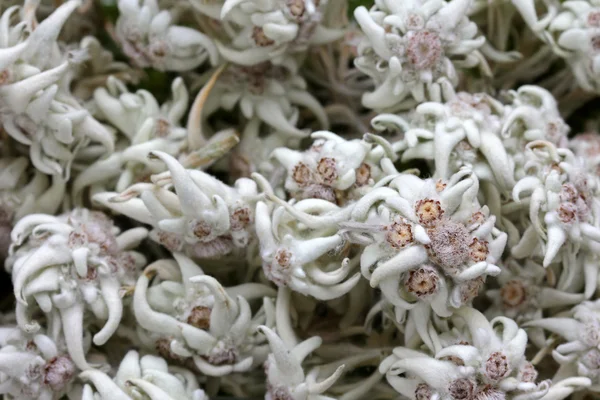 Эдельвейс (Leontopodium alpinum) в Австрии — стоковое фото