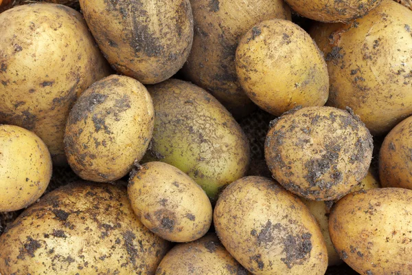Onlara toprak ile taze hasat organik patates — Stok fotoğraf