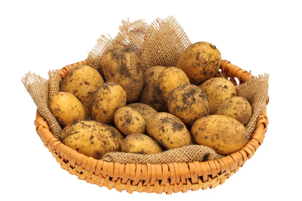 Nyskördade ekologiska potatis med jord på dem — Stockfoto