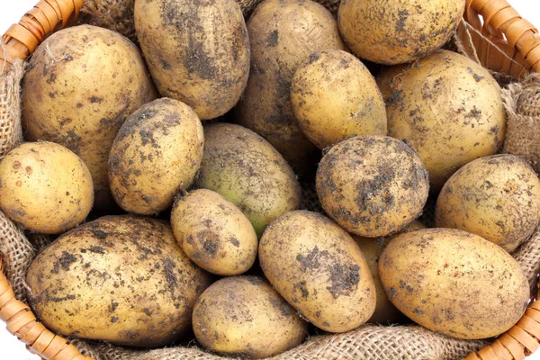 Nyskördade ekologiska potatis med jord på dem — Stockfoto