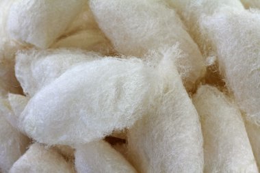 ipekböceği kozası