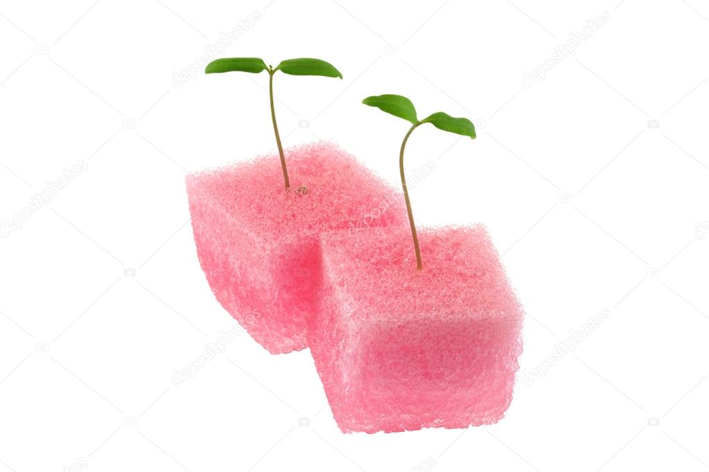 Hydroponic Tomato sprout in a pink sponge