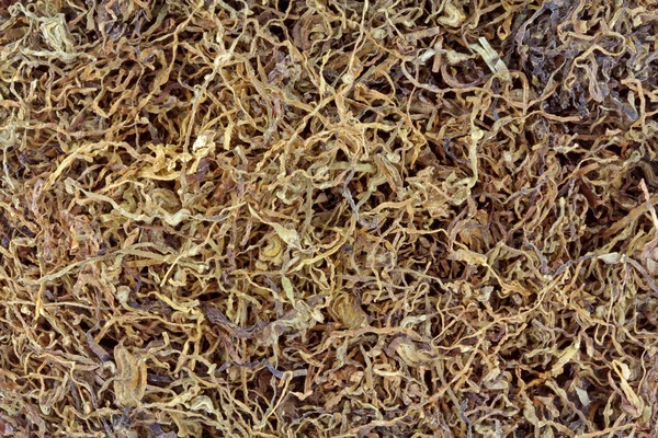 Background photo of dried Tobacco — Stock Photo, Image
