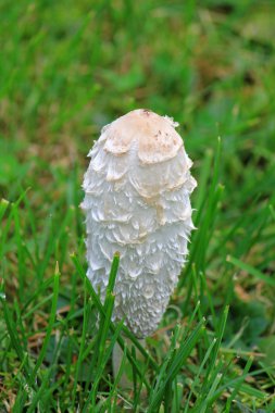 Posteki mantarı, (avukatın peruk)