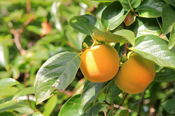 Persimmon tree with fruit in the orchard — Stock Photo, Image