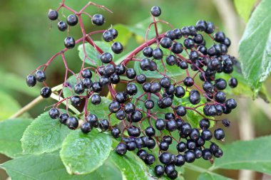 Mürver (sambucus çilek)