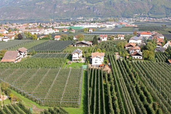 Apple Orchard in Trentino-Alto Adige, Italy — Stock Photo, Image