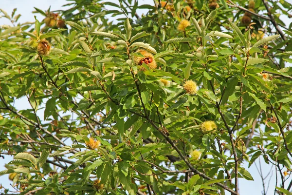 İspanyolca kestane ağacı meyve ile — Stok fotoğraf