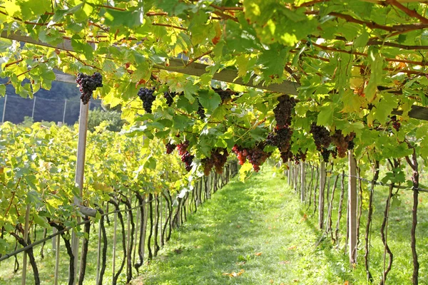 Vino tinto maduro Uvas en Trentino-Alto Adigio, Italia —  Fotos de Stock