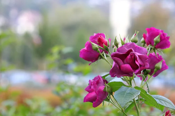 Rose viola in giardino — Foto Stock