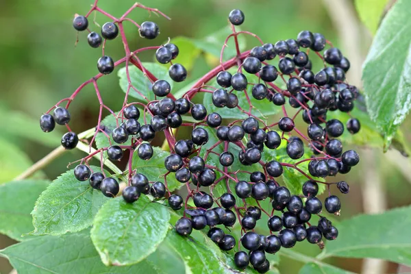 Elderberry (Sambucus Berries) — Stock Photo, Image