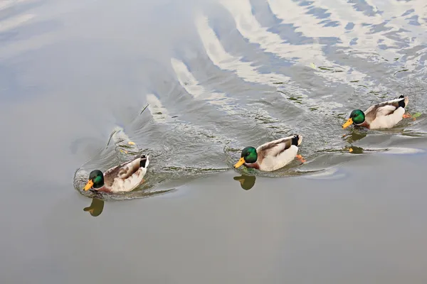 Wilde mannelijke eenden, zwemmen in het meer — Stockfoto